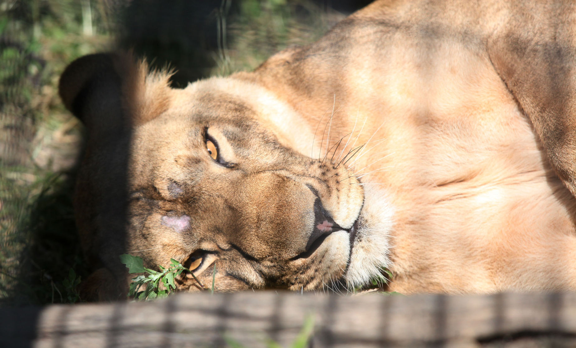 African lions again roam Michigan City zoo